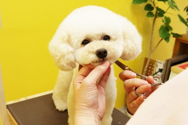 愛犬の輝きを惹き出すトリミング