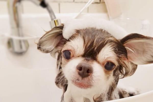 子犬のトリミングについて